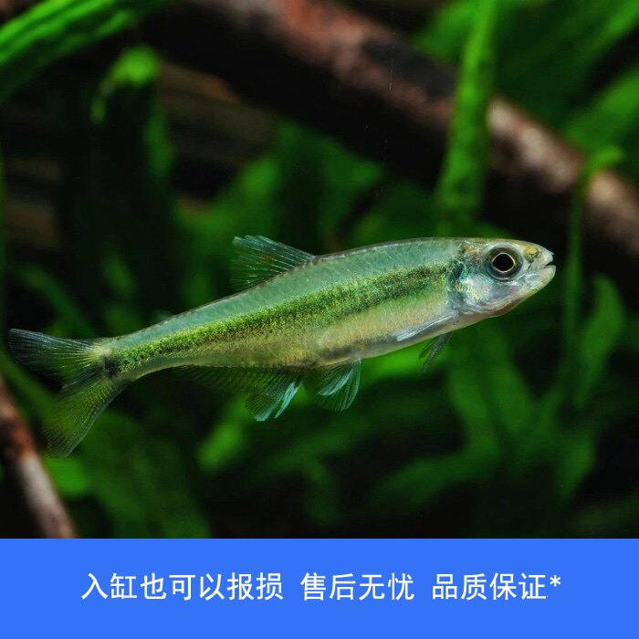 【睡觉2021】翡翠梦境小型灯鱼热带鱼南美高端草缸鱼观赏鱼