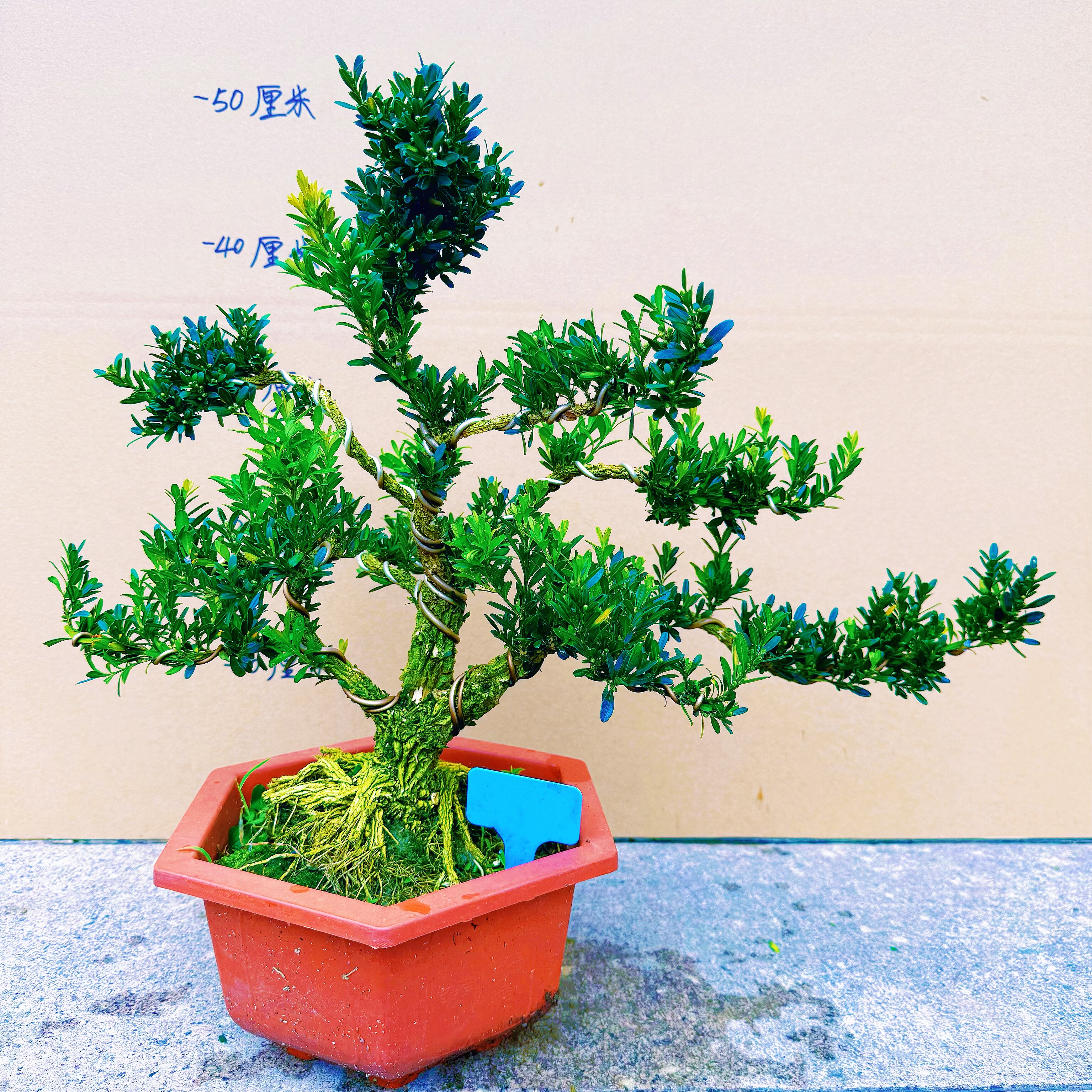 植物名贵盆景雀舌皱皮黄杨