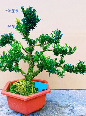植物名贵盆景雀舌皱皮黄杨