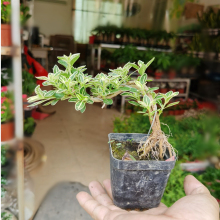 六月雪绿植盆栽 植物花卉金边六月雪老桩提根室内外阳台树桩盆景