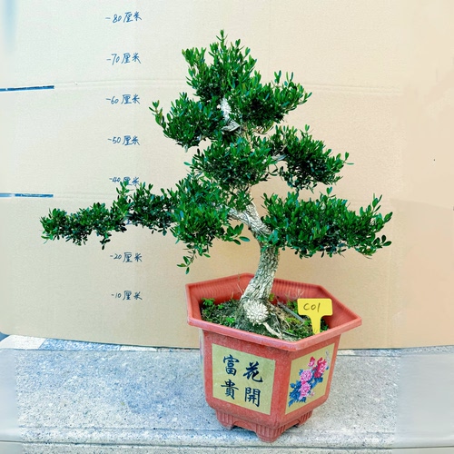 小叶雀舌黄杨盆景阳台常青易养