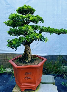 植物室外罗汉松迎客松
