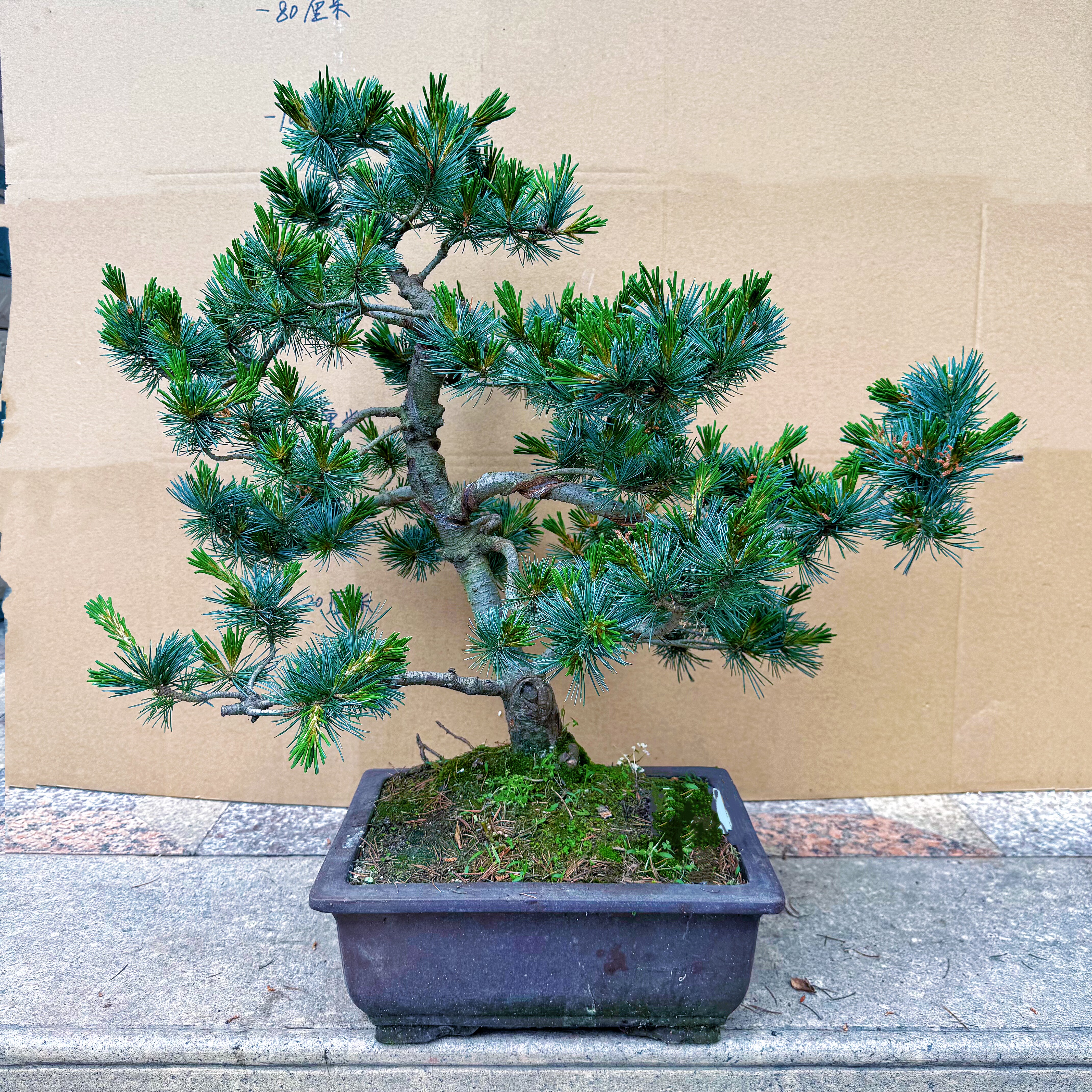 精作造型小品五针松盆景短针老桩四季常青庭院阳台办公绿植实物拍