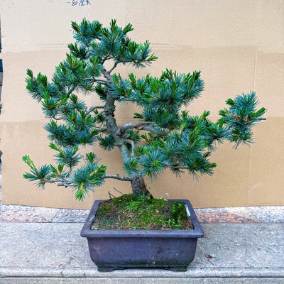 精作造型小品五针松盆景短针老桩四季常青庭院阳台办公绿植实物拍