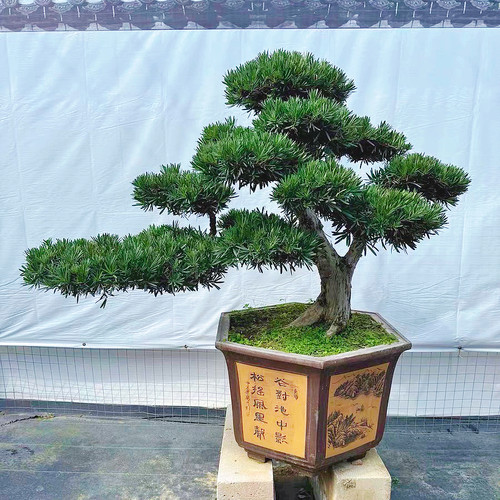 迎客松罗汉松盆景老桩真造型树室内外花园庭院别墅办公室玄关好养