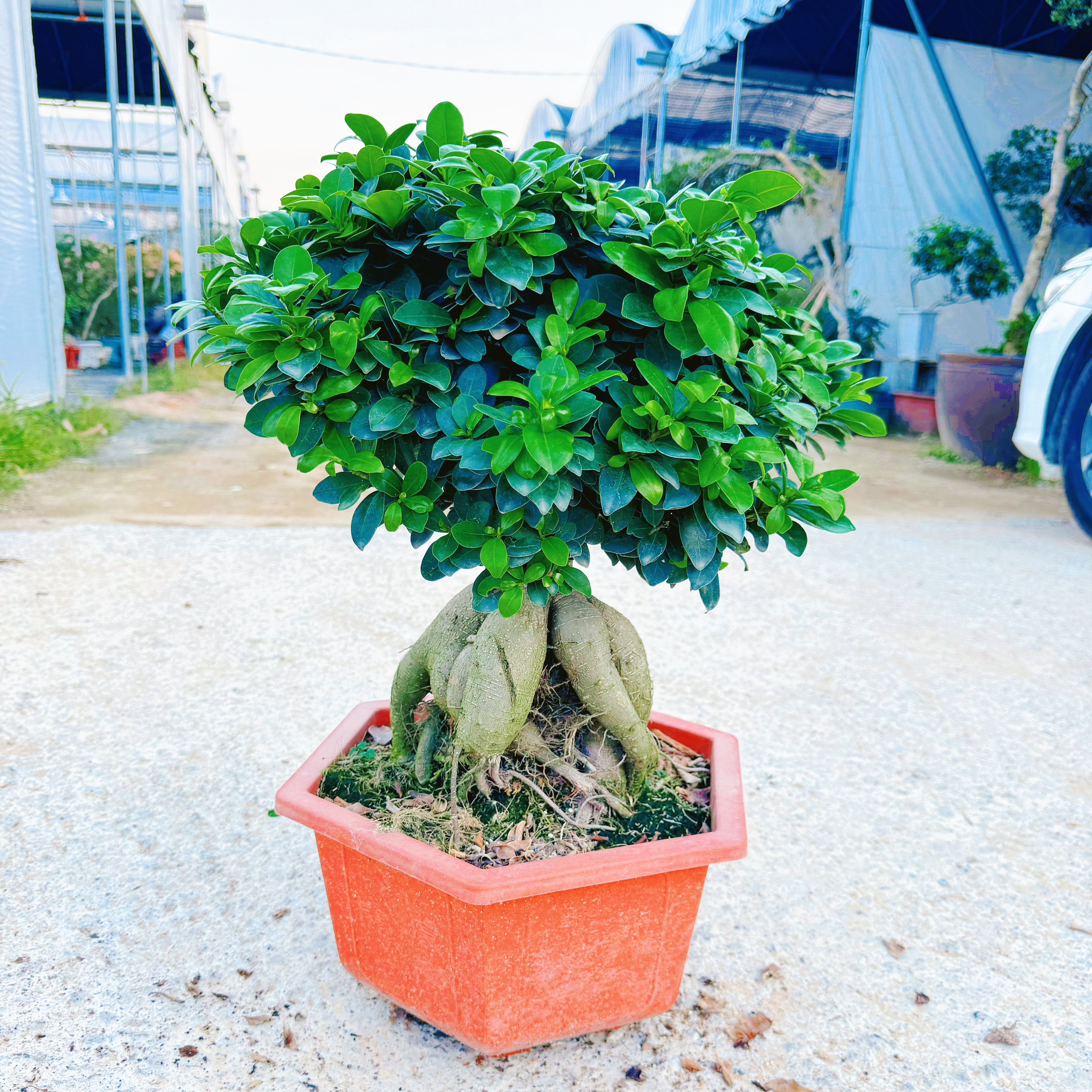 人参榕金钱榕榕树盆景树桩老桩室内外阳台花卉绿植盆栽观叶植物
