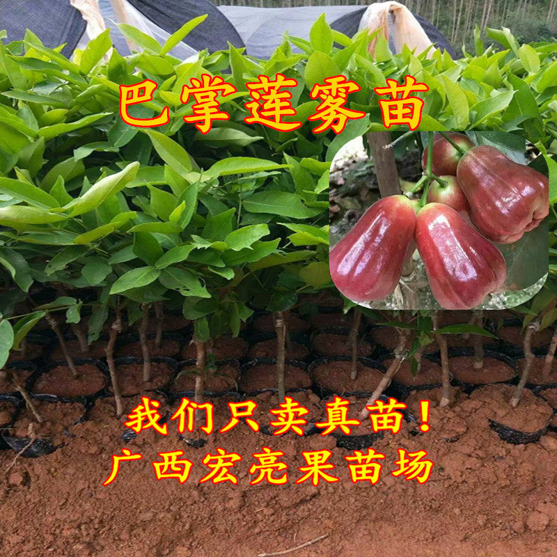 巴掌莲雾苗 盆栽地栽巴掌珍珠果树苗 带土带叶发货