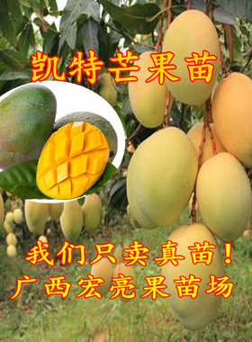海南带土带叶芒果苗