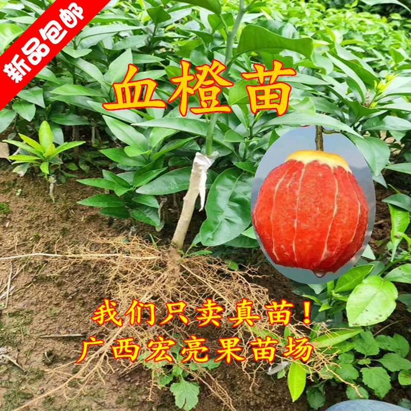 血橙苗 新品种无核嫁接橙子树苗 红心红血 当年结果 带土带叶发货