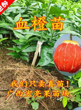 无核红心带土带叶血橙苗新品种