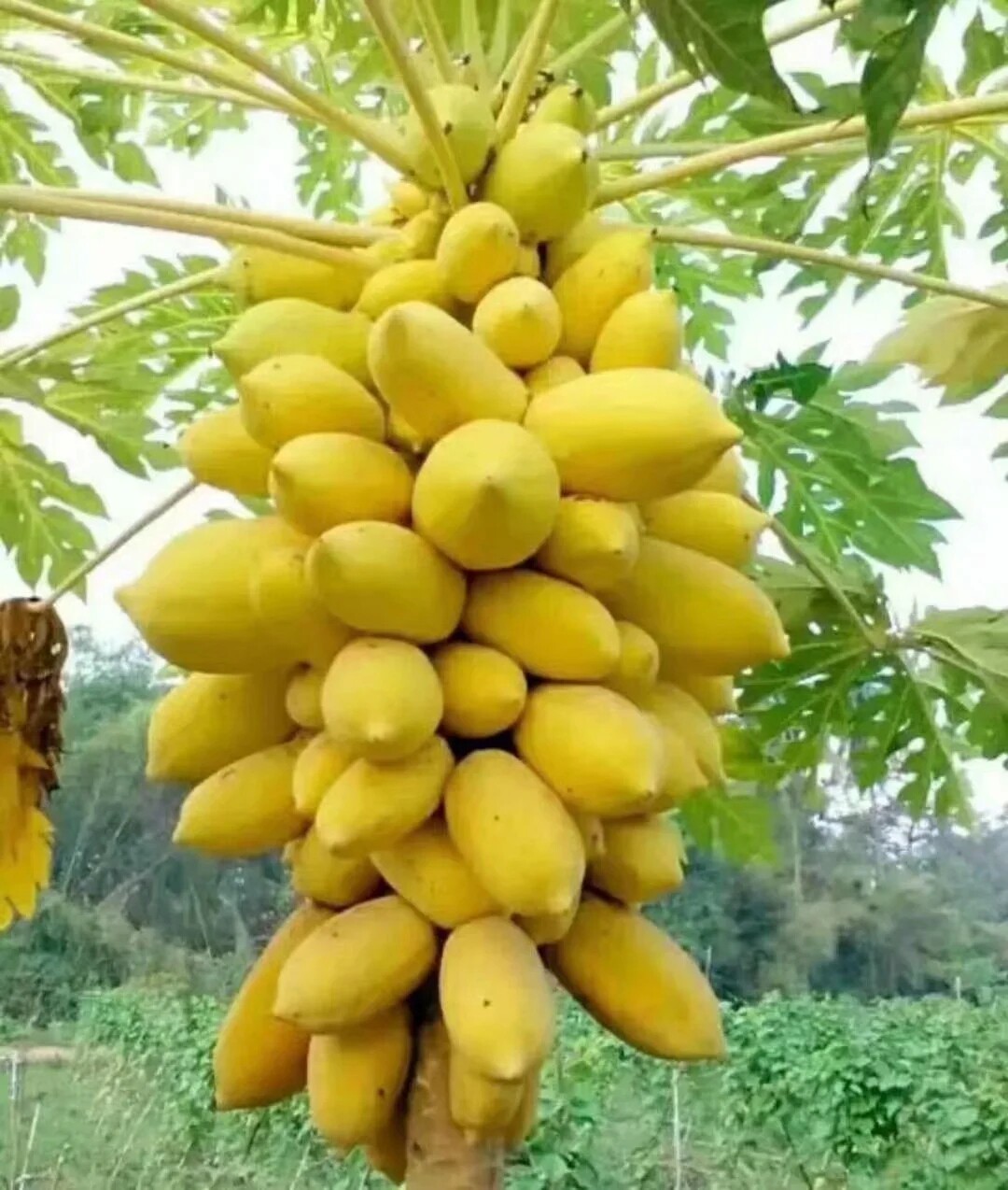 黄皮夏威夷带土带叶木瓜苗包邮