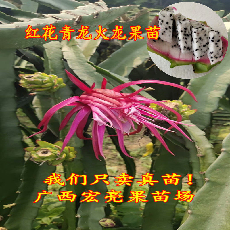 红花青龙火龙果苗 稀有品种 新奇特色 白肉红龙果 带土带叶