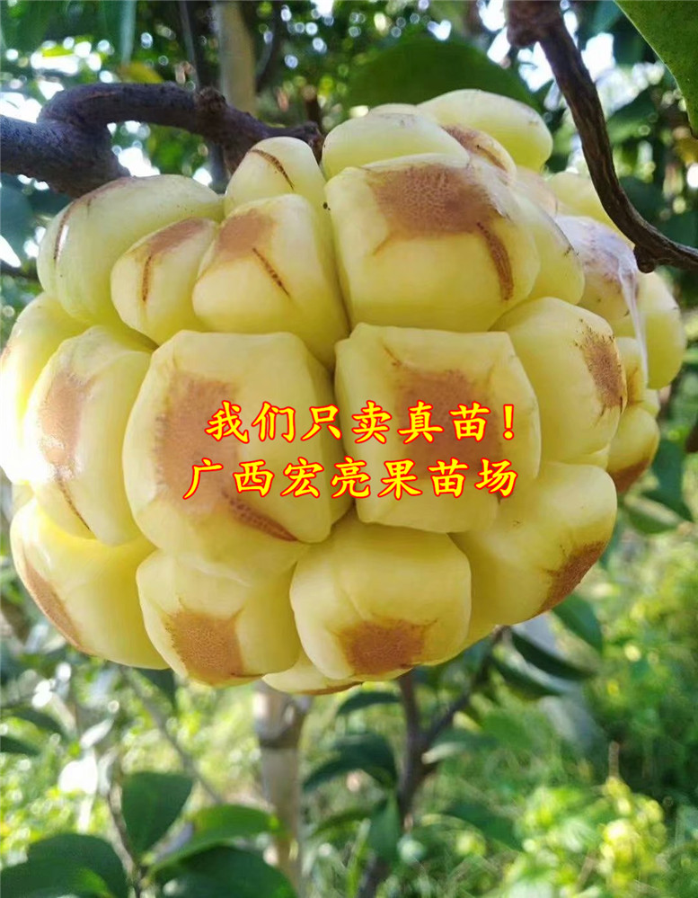 新品冰种黑老虎苗抗寒水晶布福娜果苗 新品种 带土带叶发货