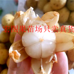 泰国爱情果龙贡果新品正宗进口嫁接苗带土带叶发货果肉清甜常绿