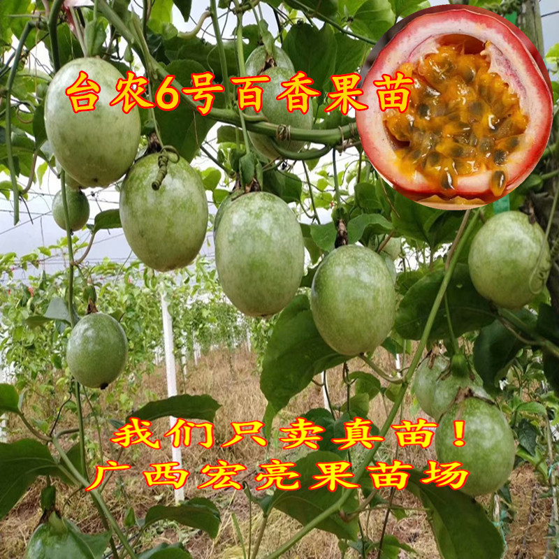 带土带叶百香果苗