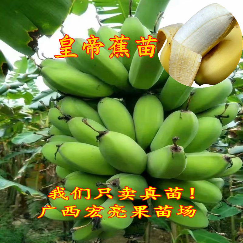 广西矮化带土带叶香蕉苗