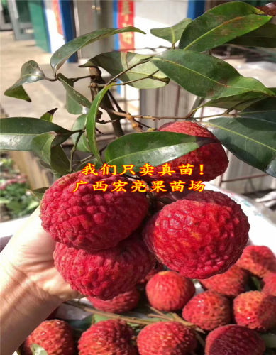 荔枝早熟岭南荔枝结果嫁接苗新品