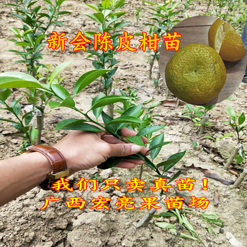 新会柑陈皮柑四会甘剥皮柑嫁接苗品种正宗杯苗裸根苗发货