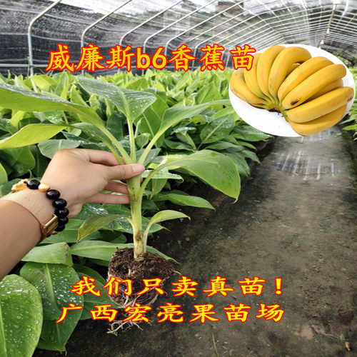 特级巴西带土带叶香蕉苗