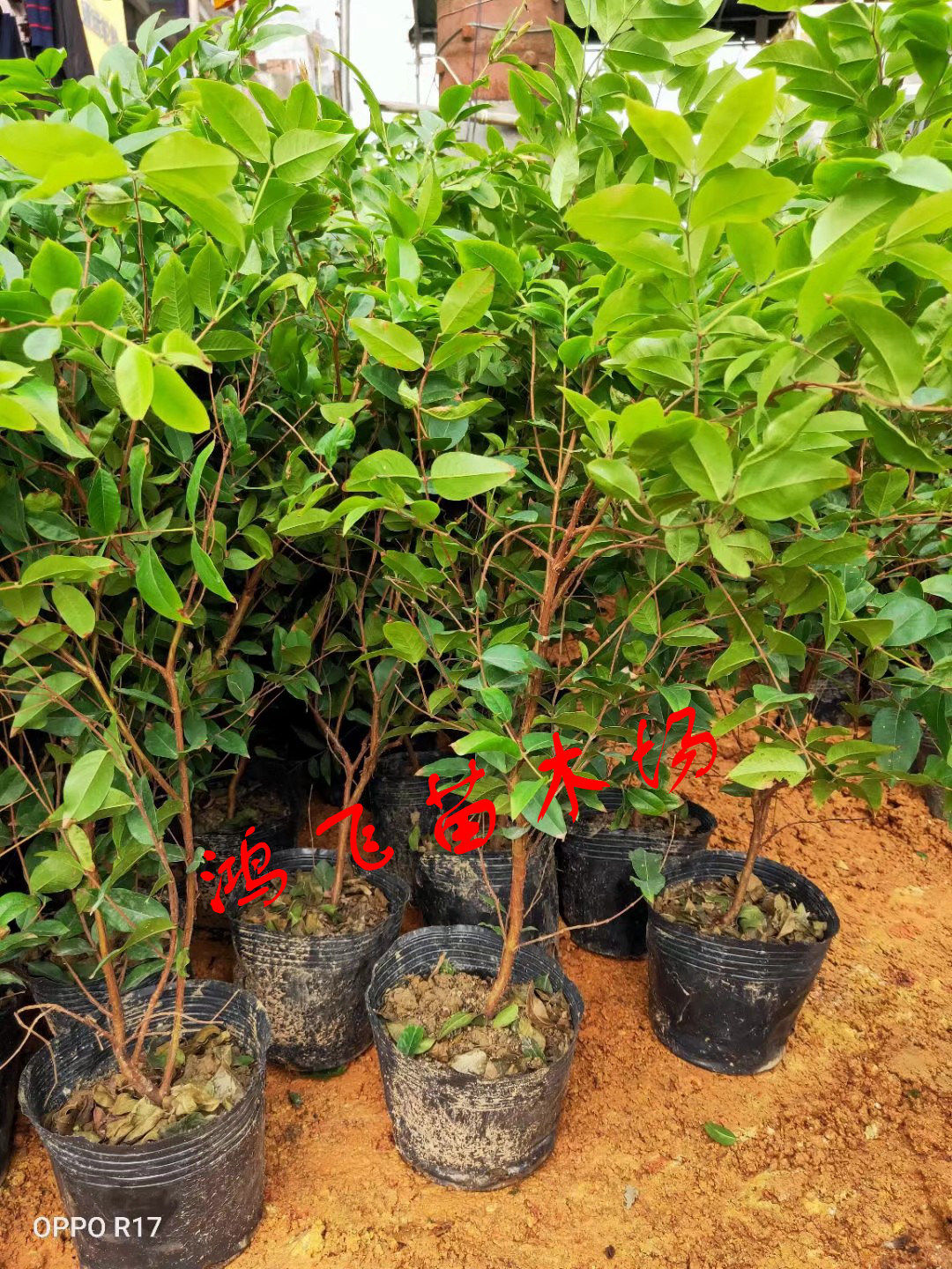 嘉宝果四季红妃嘉宝果树苗盆栽树葡萄四季早生当年结果苗