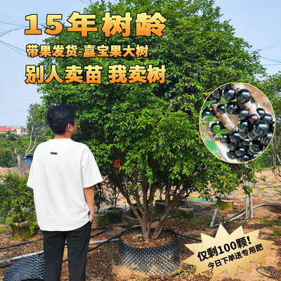 嘉宝果树果苗树庭院名贵