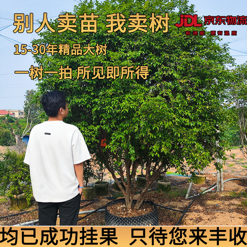 【一树一拍】台湾沙巴品种精品嘉葡萄盆栽