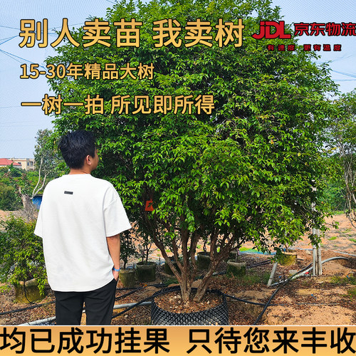 【一树一拍】台湾沙巴品种精品嘉宝果树树葡萄特大树苗南方种植