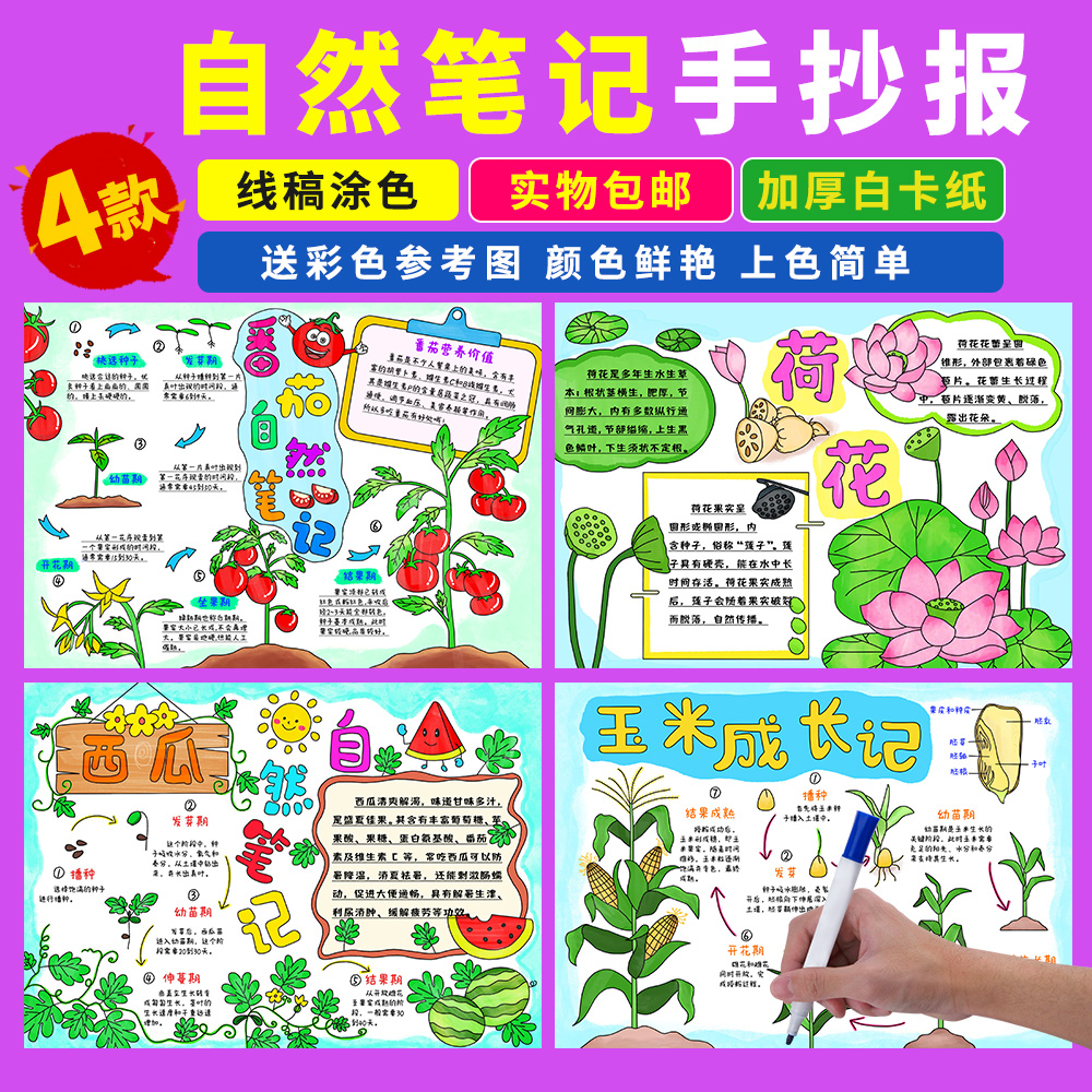 自然笔记手抄报植物生长观察日记