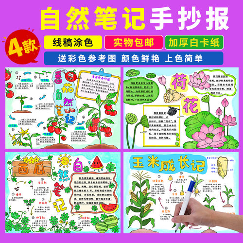 自然笔记手抄报番茄生长记植物观察日记西瓜玉米成长记录涂色小报
