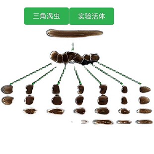 冲量款 0.6-1CM 三角涡虫活体涡虫实验学校实验教学包邮生物观察