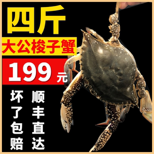 螃蟹现货海鲜水产 包邮 新鲜梭子蟹鲜活超大海螃蟹白蟹野生鲜活