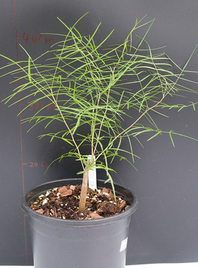帕卡裂榄Bursera paradoxa 橄榄科 香味好闻 一物一拍 实生