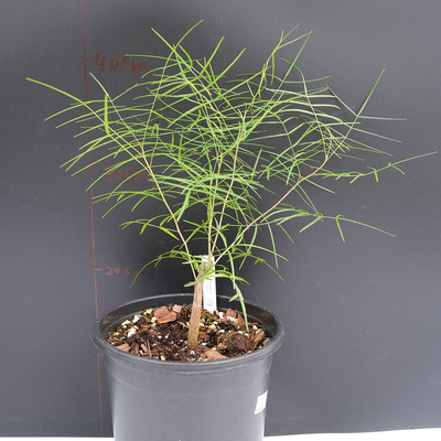 帕卡裂榄植物籽播实生一物一拍