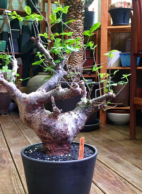 奥比克橄榄没药 Commiphora orbicularis籽播实生包邮 曲奇的花园