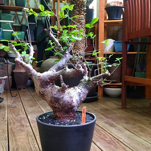 奥比克橄榄红皮浓香珍稀块根