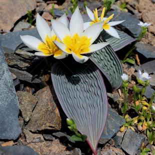 波叶郁金香 种子 Tulipa regelii 百合科 高山球根植物 网红多肉