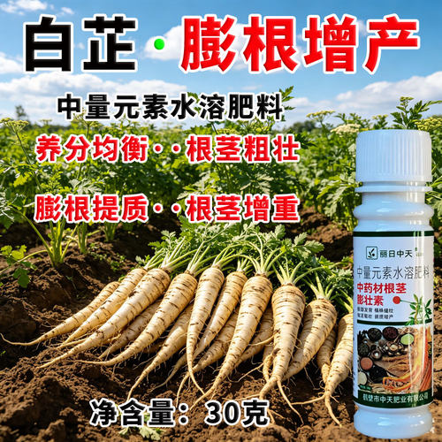 中药材白芷根茎粗壮叶面肥