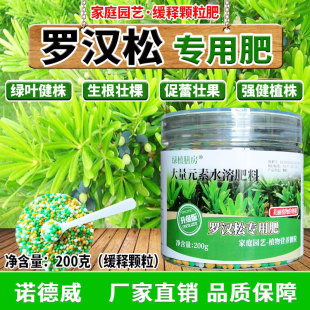盆栽罗汉松缓释肥罗汉松专用肥肥效持久绿叶健株茎秆粗壮叶片鲜绿