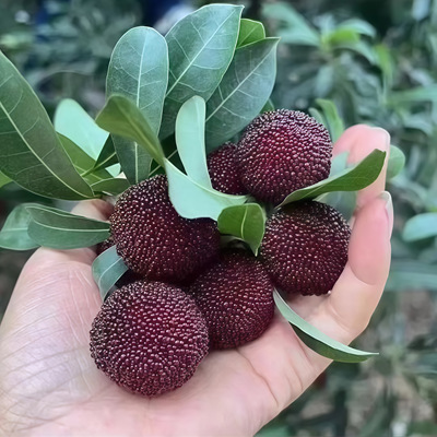 云南杨梅荸荠黑炭孕妇水果