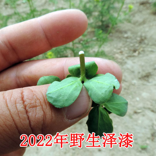 泽漆新货野生新鲜泽漆猫眼草猫儿眼睛草五朵云五灯草干品500g包