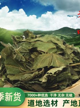 中药材 桑叶 桑叶茶 霜桑叶茶 可代磨桑叶粉  500克 包邮