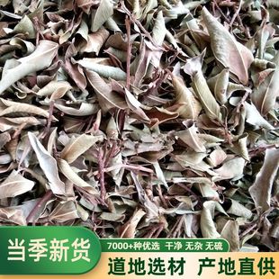 榕树叶 小叶榕 落地 小榕叶 小格叶干品中药材500克