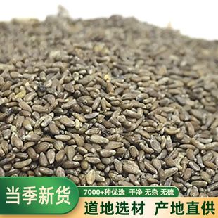 沙蒿子500克正宗沙浩子沙蒿子粉中药材沙蒿子面粉透皮贴