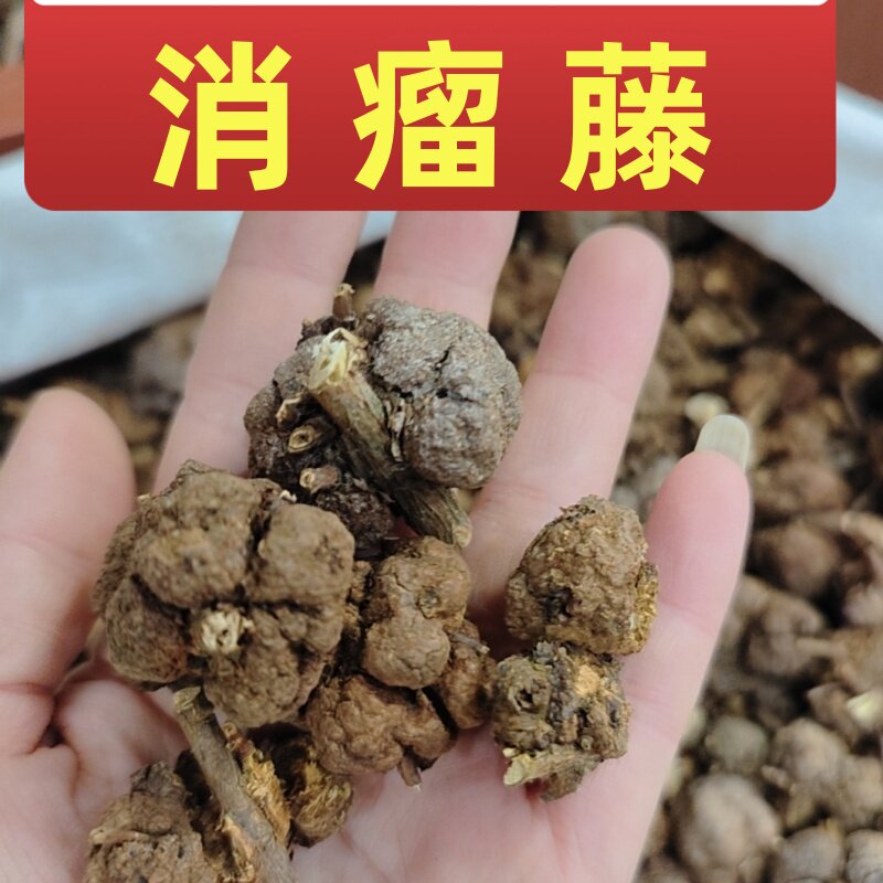 云南中药材黄花香果 消瘤藤 过路黄寄生 消瘤子 土连翘寄生新货