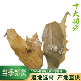 中药材 功劳叶 十大功劳叶 枸骨叶猫儿刺八角刺500克包邮