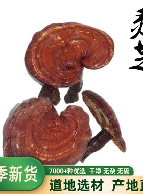 中药材赤灵芝西藏赤芝石灵芝丹芝红芝血灵芝紫灵芝草林芝