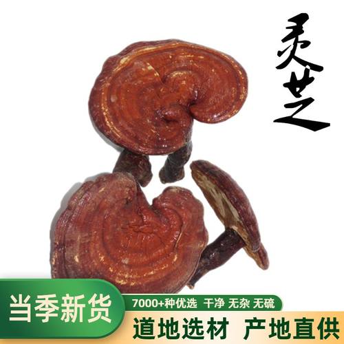 长白山整个500克包邮灵芝