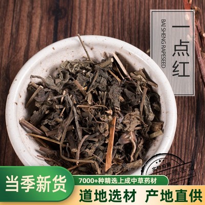 一点红羊蹄草500克包邮中药材