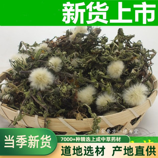 蒲公英中药材蒲公英根泡茶新鲜浦公英夏枯草猫爪草郁金