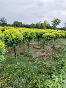 金叶榆树苗别墅庭院大型耐寒风景绿化树金色榆黄金榆苗